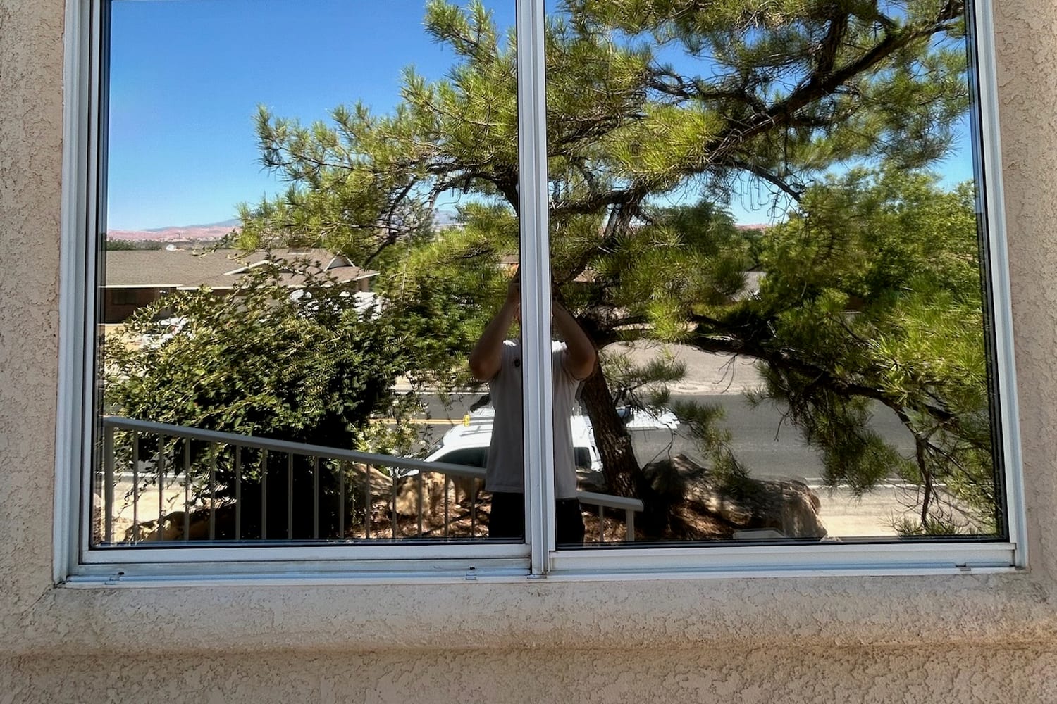 Arched residential window with newly applied film reflecting a mature pine